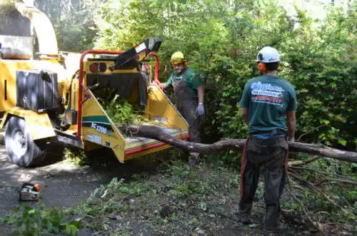 tree services Shingle Springs